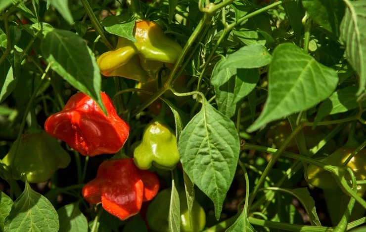 Острый перец Пикантный колокольчик