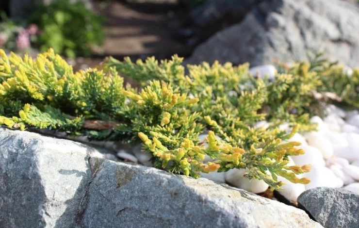 Можжевельник Голден Карпет в ландшафтном дизайне