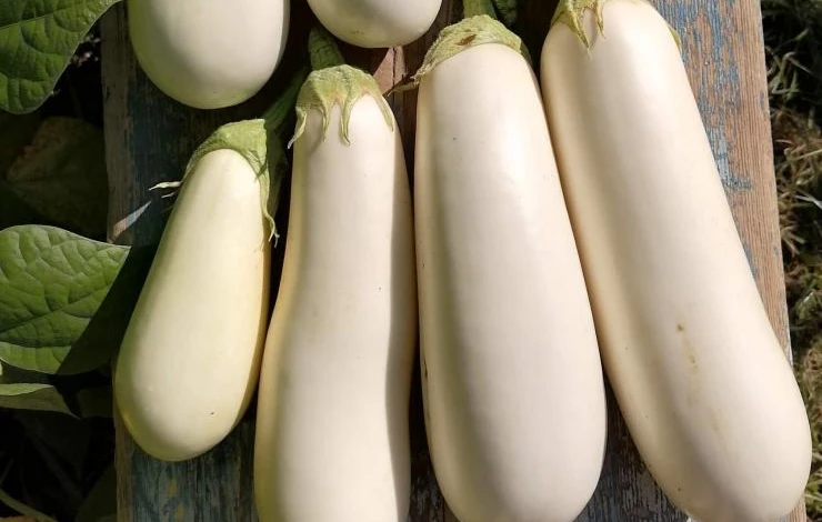 Гибрид баклажан для выращивания в Сибири