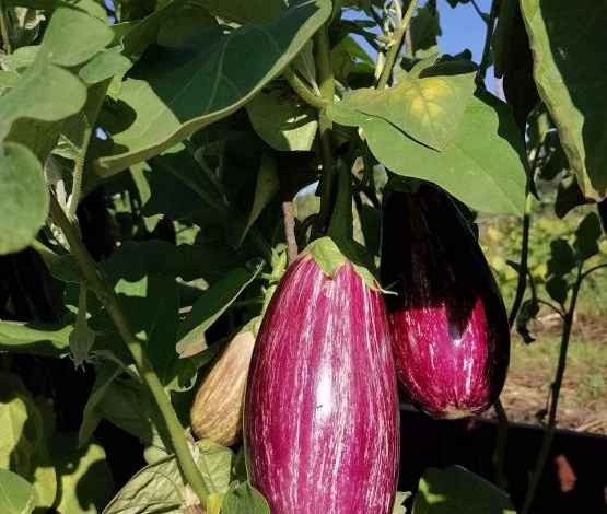 Среднеранние гибриды баклажанов