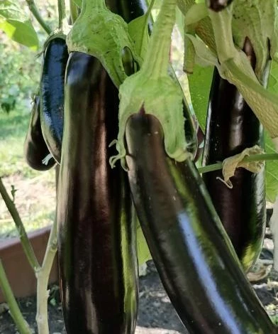Ранние баклажаны для выращивания в Сибири