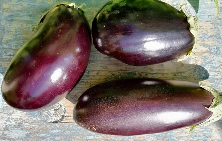 Баклажаны Арагон F1