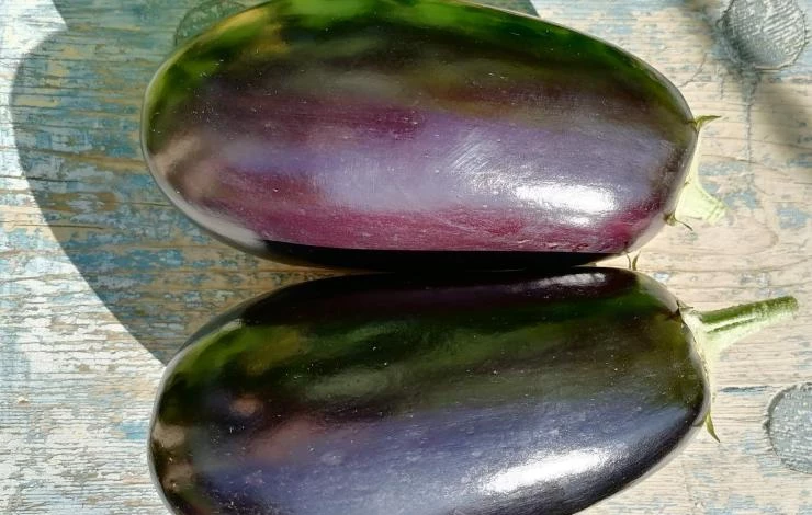 Баклажан Бенеция F1