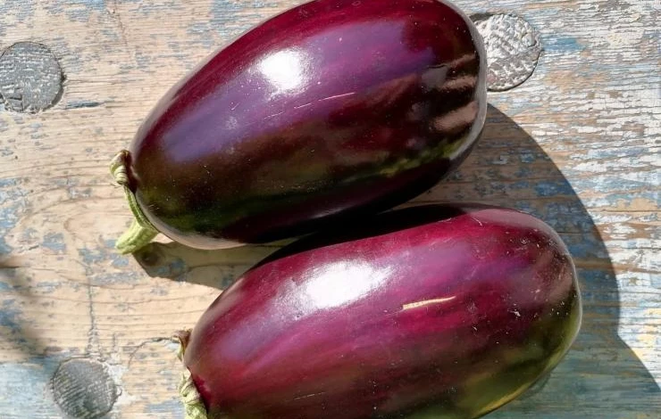 Баклажаны Галинэ F1