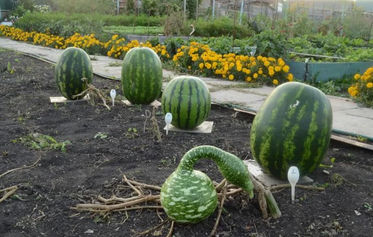 Выращивание арбузов на подвое