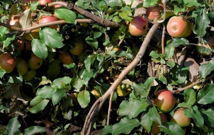 Преимущества стланцевой формировки яблонь