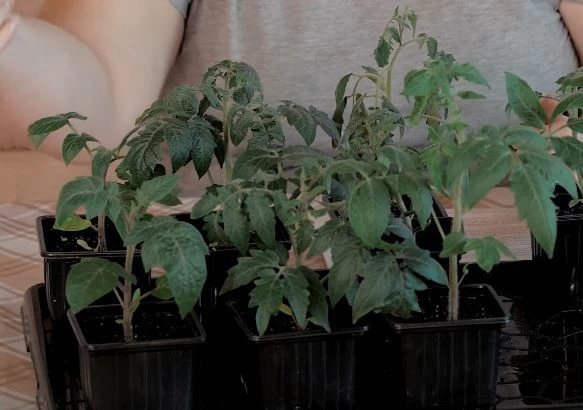 Низкорослые томаты