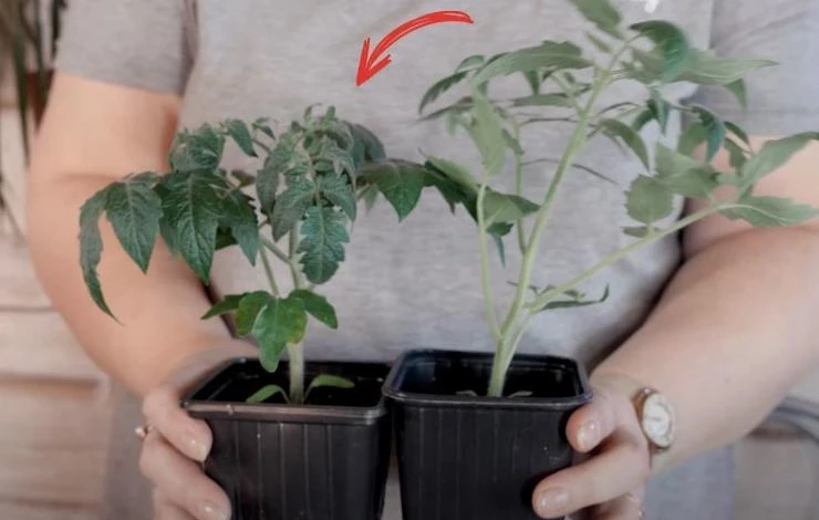 Рассада томатов