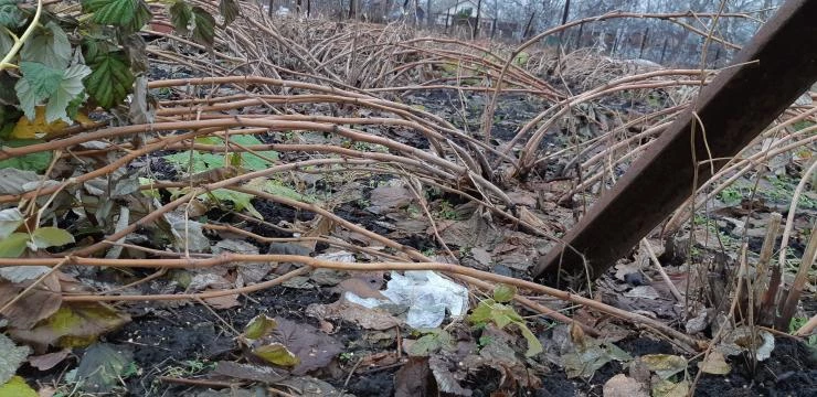 Пригибание малины на зиму в Сибири