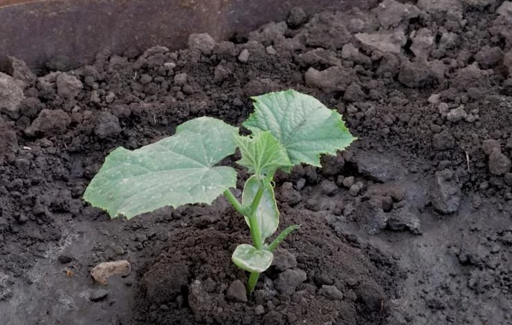 подкормка огурцов суперфосфатом