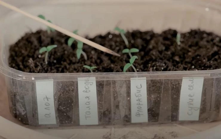 Всходы томатов