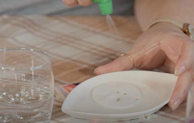 Чем обработать семена томатов перед посевом