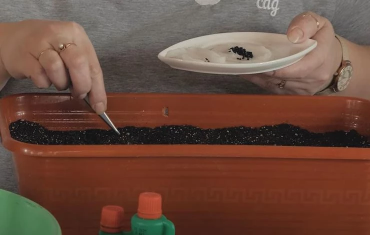 Посев репчатого лука на рассаду