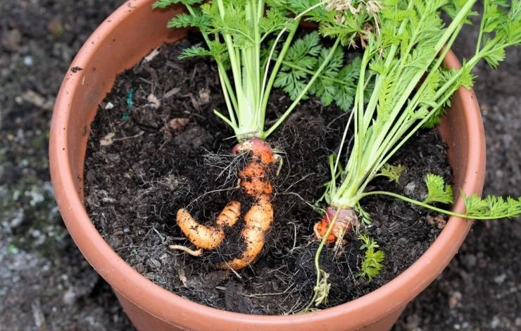 Морковь в контейнере