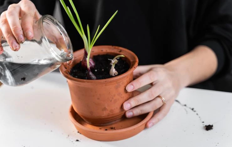 Выращивание лука в цветочном горшке