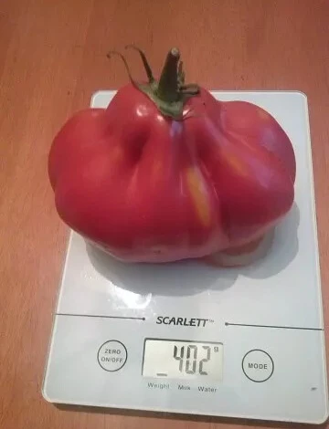 Инжир красный сборчатые помидоры