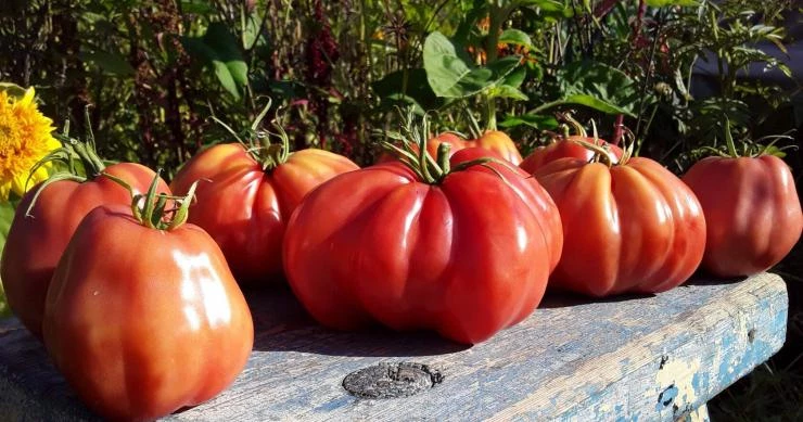 Сорта кисетных томатов Инжир розовый