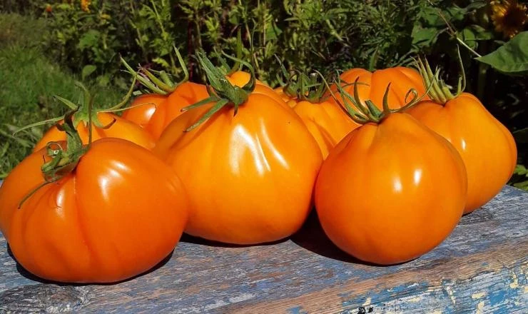 Сорта кисетных томатов