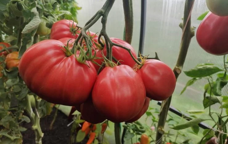 Итальянские кисетные сорта помидоров