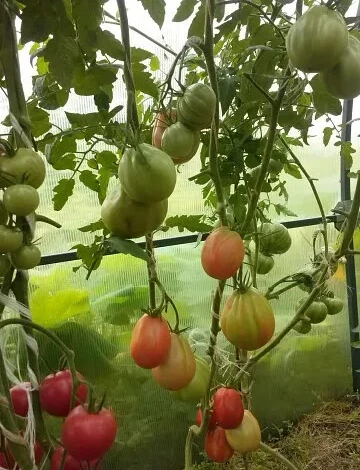 Томат бычье сердце в теплице