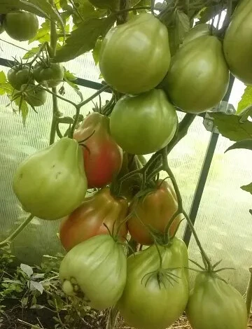 Помидор Сто пудов грушевидный