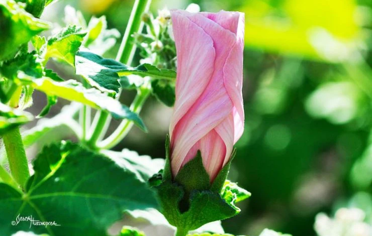 посадка лаватеры на рассаду