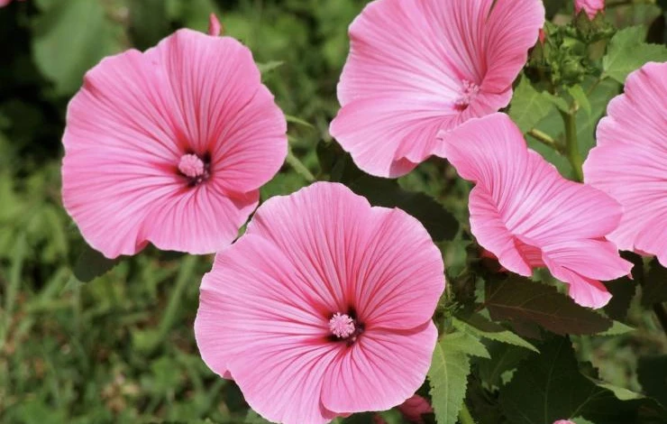 уход за лаватерой