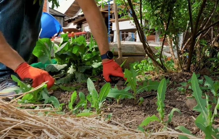 Мульчирование грядок от сорняков