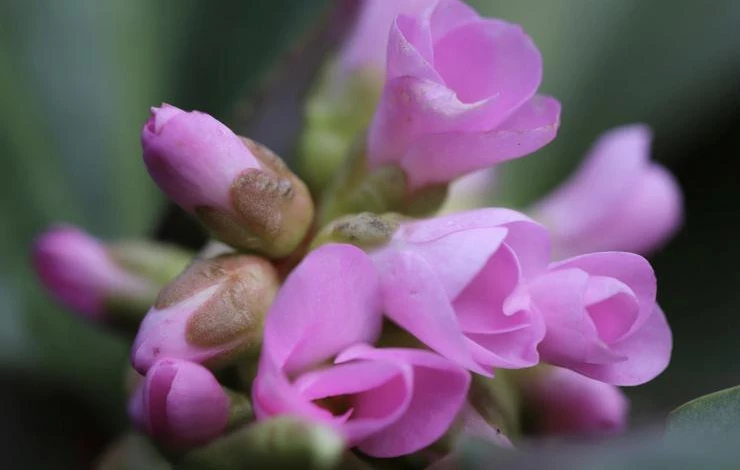 посадка бадана