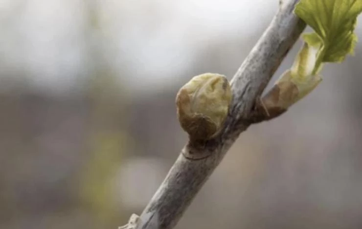 черенкование смородины весной