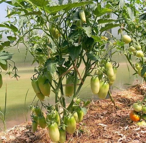 Уход за перцем в теплице