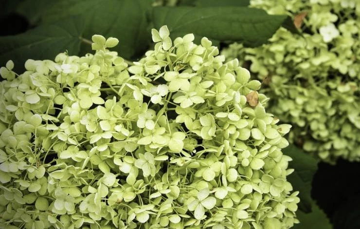 посадка гортензии лаймлайт