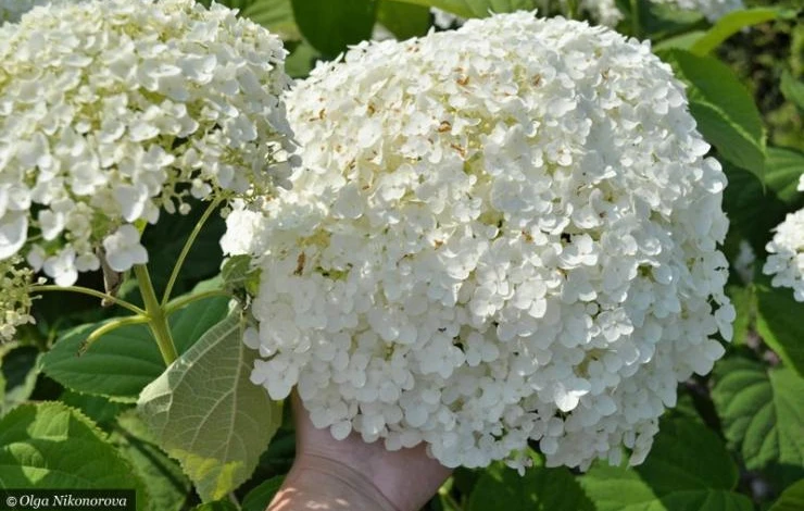 как обрезать древовидную гортензию