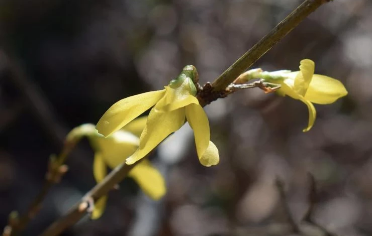 уход за форзицией в открытом грунте