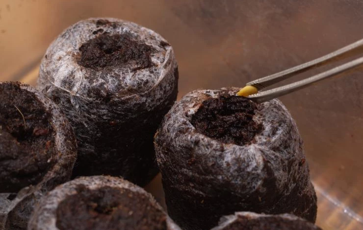 Как посеять лук-порей в торфяные таблетки