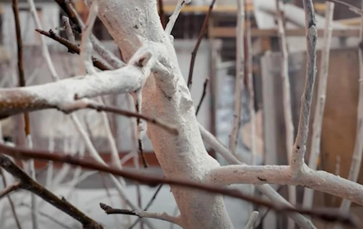 Уход за яблоней весной