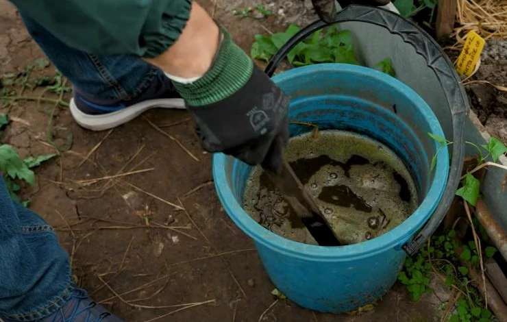 Удобрения для яблонь весной
