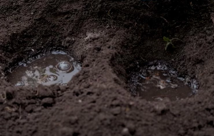 как вносить калимагнезию