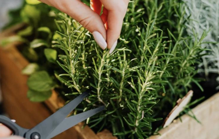 уход за розмарином