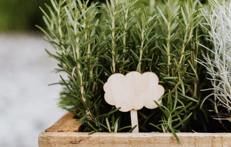 когда сеять розмарин