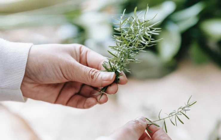 размножение розмарина