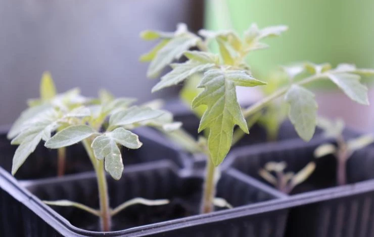 когда вносить мочевину