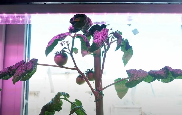 Фитолампы для комнатных томатов