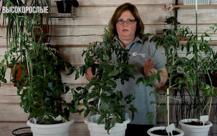 Высокорослые томаты эксперимент с лампами