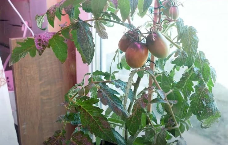 Томат на окне под лампой