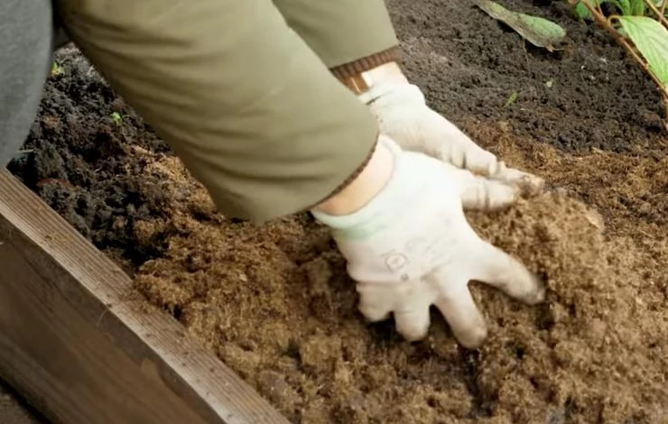 подготовка грядки для арбуза