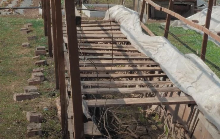 Как открыть виноград весной