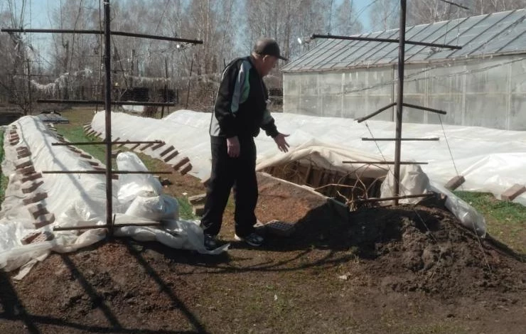 Виноград после открытия весной