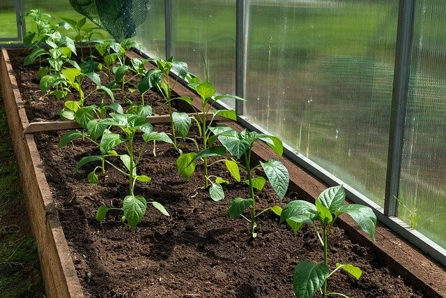 Посадка перца в теплицу в мае