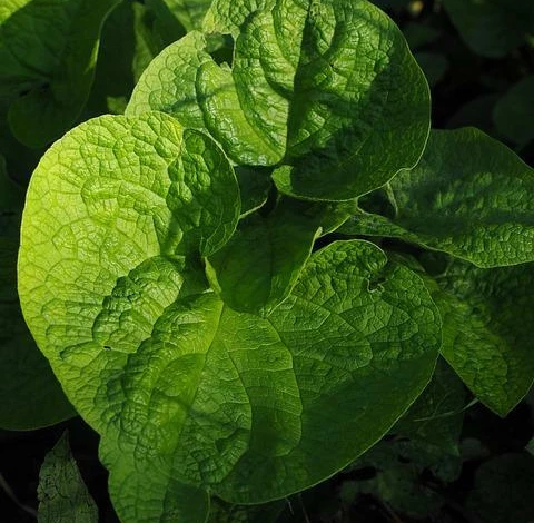 Крупнолистная бруннера